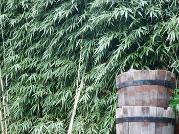 View of oak barrels against bamboo hedge 