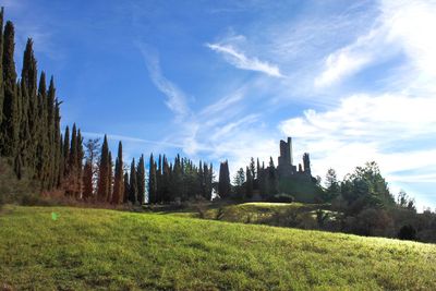 Panoramic shot of trees on field against sky