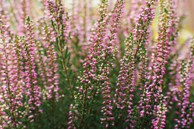 Lilac pink heather blooms in autumn in the garden close-up. natural background