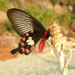 Close-up of butterfly pollinating seashell