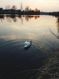 Swan swimming in lake during sunset