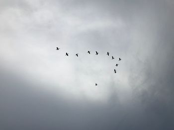 Low angle view of birds flying in sky