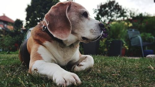 Dog looking away on field