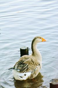 Duck swimming on lake