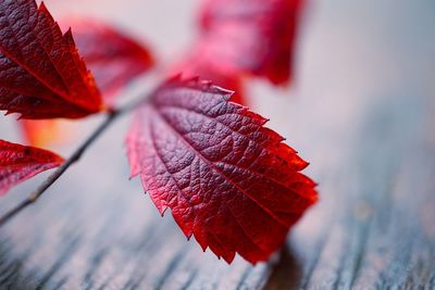 Beautiful red tree leaves in the nature