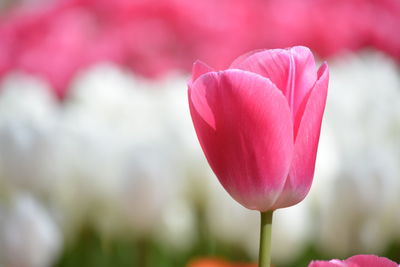 Close-up of pink lotus water lily