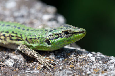 Close-up of lizard on rock