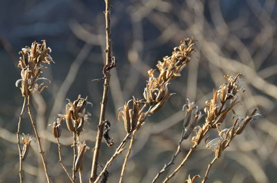 Close-up of flowers growing outdoors