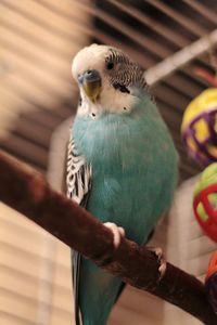 Close-up of bird perching on feeder