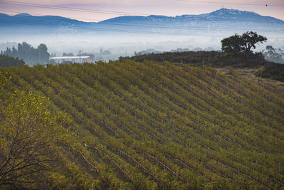 Vineyards for the production of organic wines around the town of colera in gerona in catalonia spain