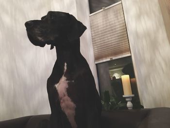 Dog looking away while sitting at home