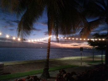 Palm trees on beach against sky at night