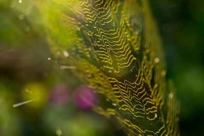 Close-up of spider on web