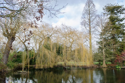 Scenic view of lake by trees against sky