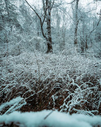 Frozen trees on field during winter