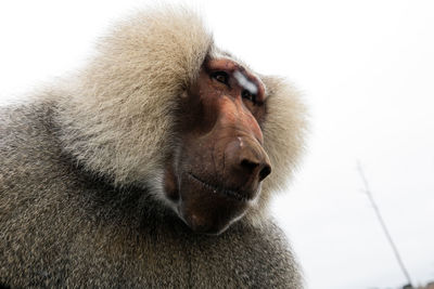 Close-up of a monkey looking away