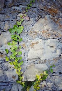 Close-up of plants