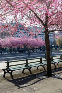 Pink cherry blossom trees in park