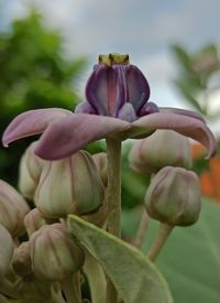 Close-up of purple flowering plant