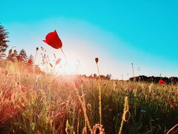 Red poppy flowers on field against sky