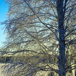 Low angle view of bare tree against sky