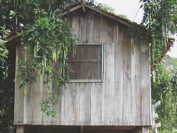 Ivy growing on house