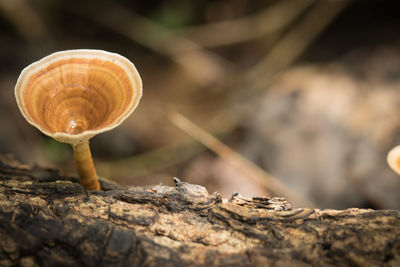 Close-up of snail on mushroom
