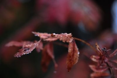 Close-up of frozen plant