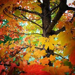 Low angle view of autumn leaves