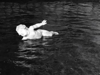 Swan swimming in lake