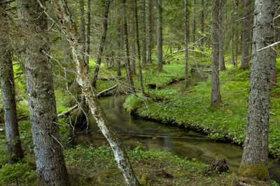 Stream amidst trees in forest