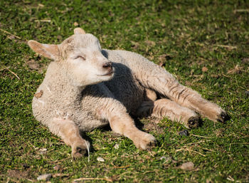 Lamb lying on field