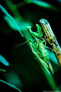 Close-up of grasshopper