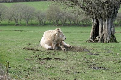 Sheep in a field