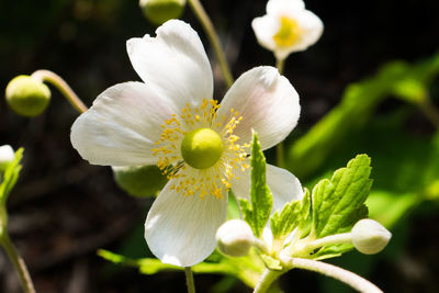 Close-up of white daisy flower blooming in garden