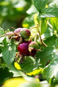 Close-up of berries growing on tree