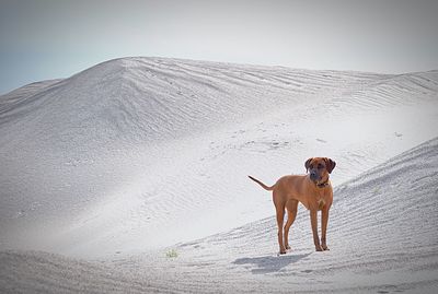 Dog standing on snow covered land