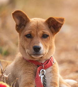 Close-up portrait of a dog on field