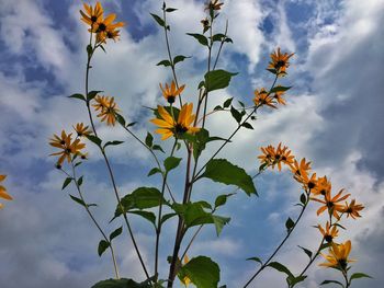 Low angle view of flowers against sky