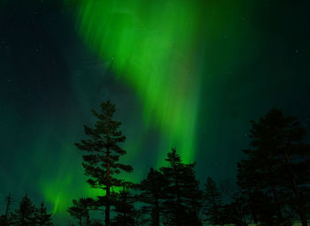 Low angle view of trees against sky at night