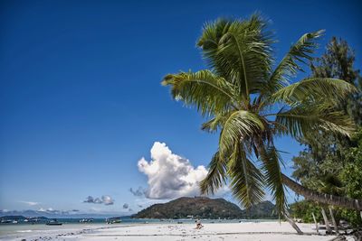 Palm trees on beach against blue sky