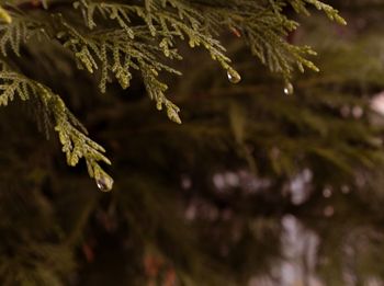 Close-up of pine tree leaves during winter