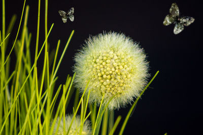 Close-up of blue flower against black background