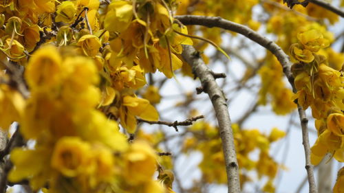 Close-up of yellow flowers hanging on tree