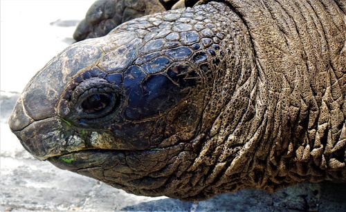 Close-up portrait of a turtle