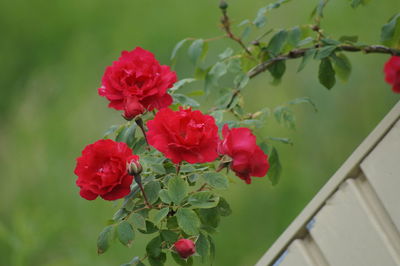 Close-up of pink rose