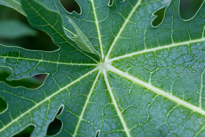 Close-up of wet leaves