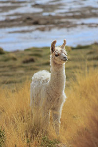 Llama on grassland