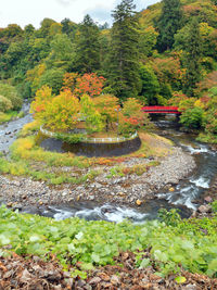 Scenic view of stream in forest during autumn