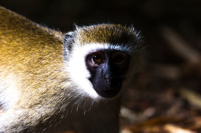 Portrait of monkey